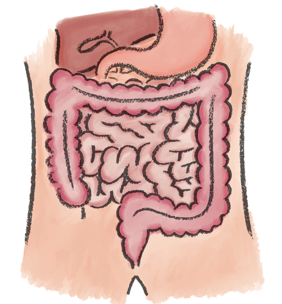 イラスト 大腸