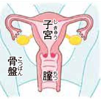 イラスト：一期（子宮と膣の間の子宮頚部）